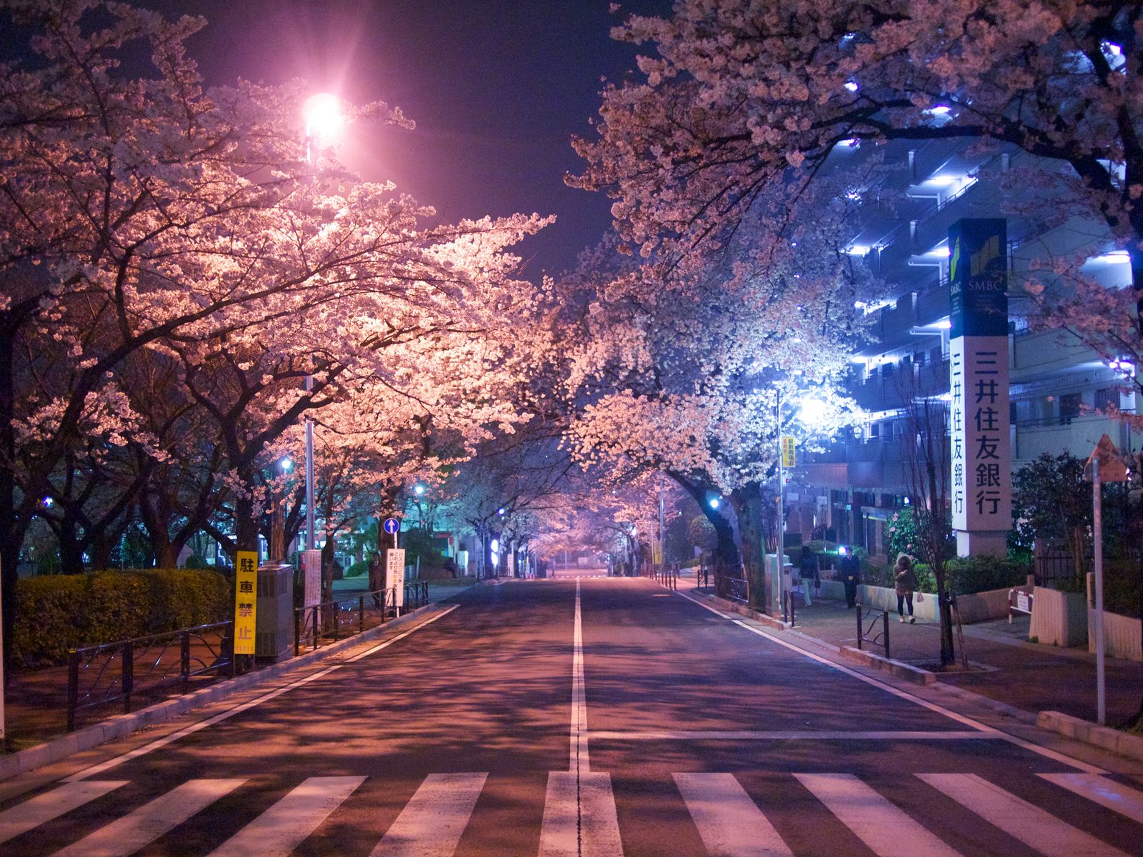 Rondreizen Japan   Tokyo   Weg met bloesem in de nacht