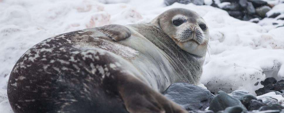 seal resting on snowy beach