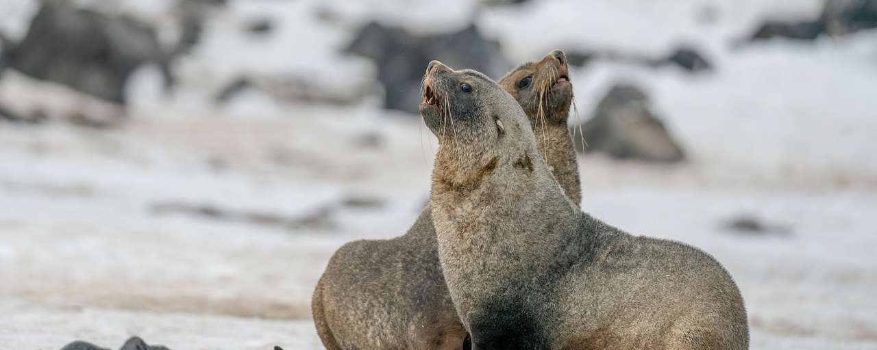 seals