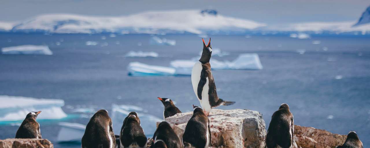 Rondreizen Antarctica Quark DavidMerron