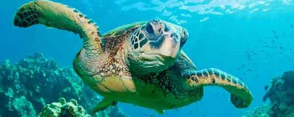 Galapagos