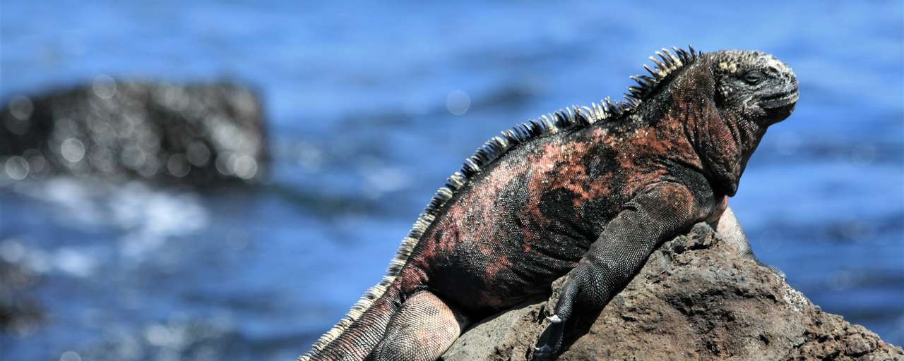 Galapagos IH D header