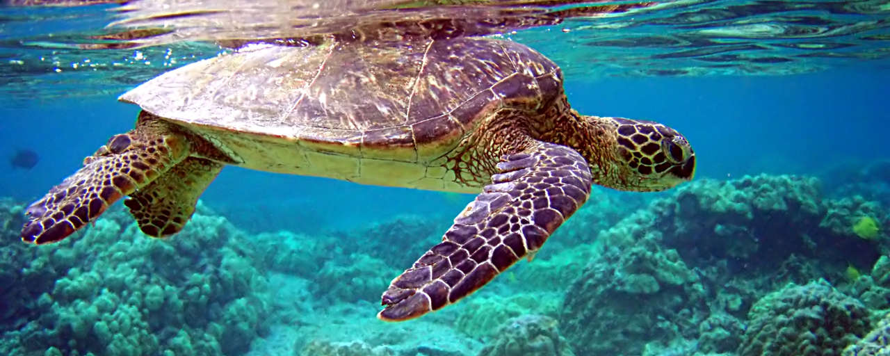 Galapagos IH D header