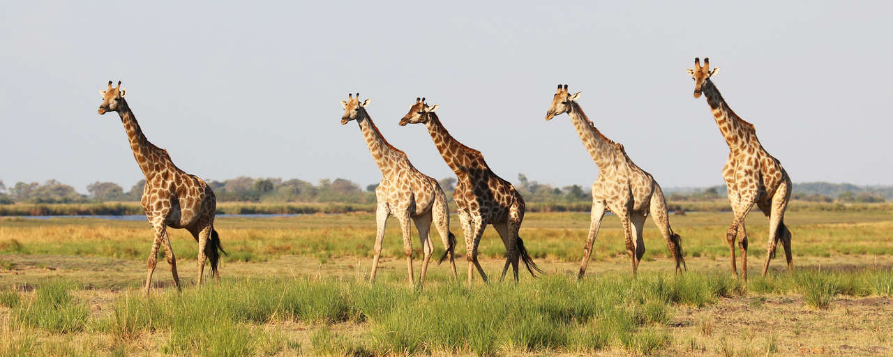 Rondreis Botswana Chobe Giraffes