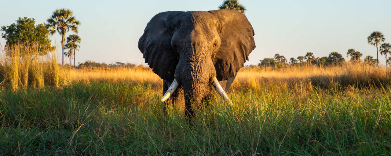 Rondreis Botswana Okavanga Olifant