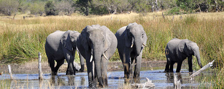 Rondreis Botswana Okavanga Olifanten