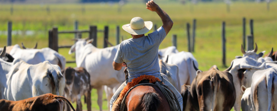 Rondreis Brazilie Pantanal Paarden