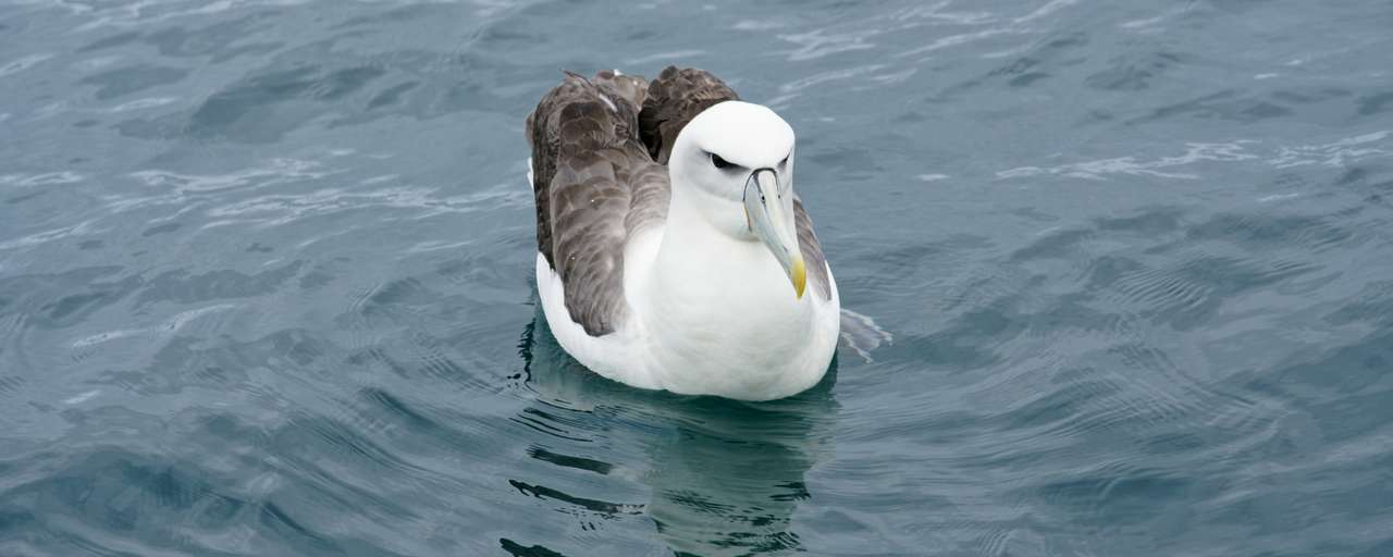 Rondreis Nieuw Zeeland Southland Stewart Island Albatross