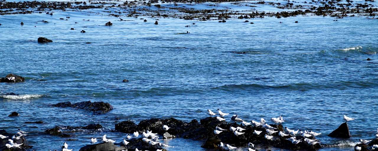 Rondreis Nieuw Zeeland Kaikoura meeuwen