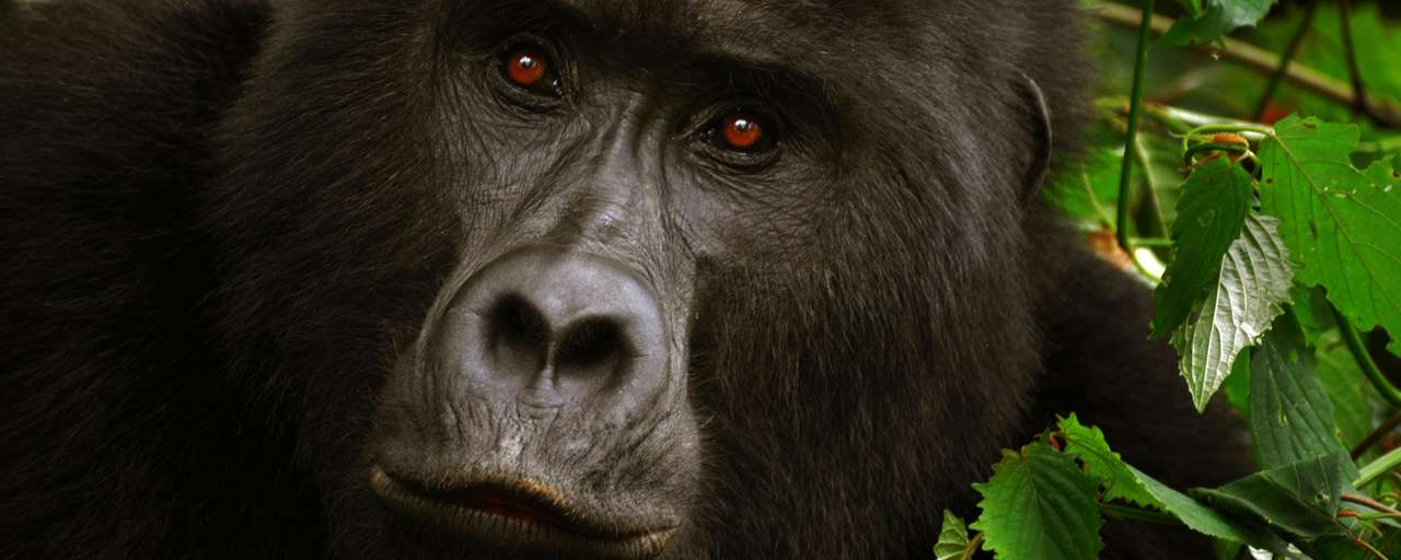 Rondreis Rwanda Volcanoes National Park Gorilla trekking tour