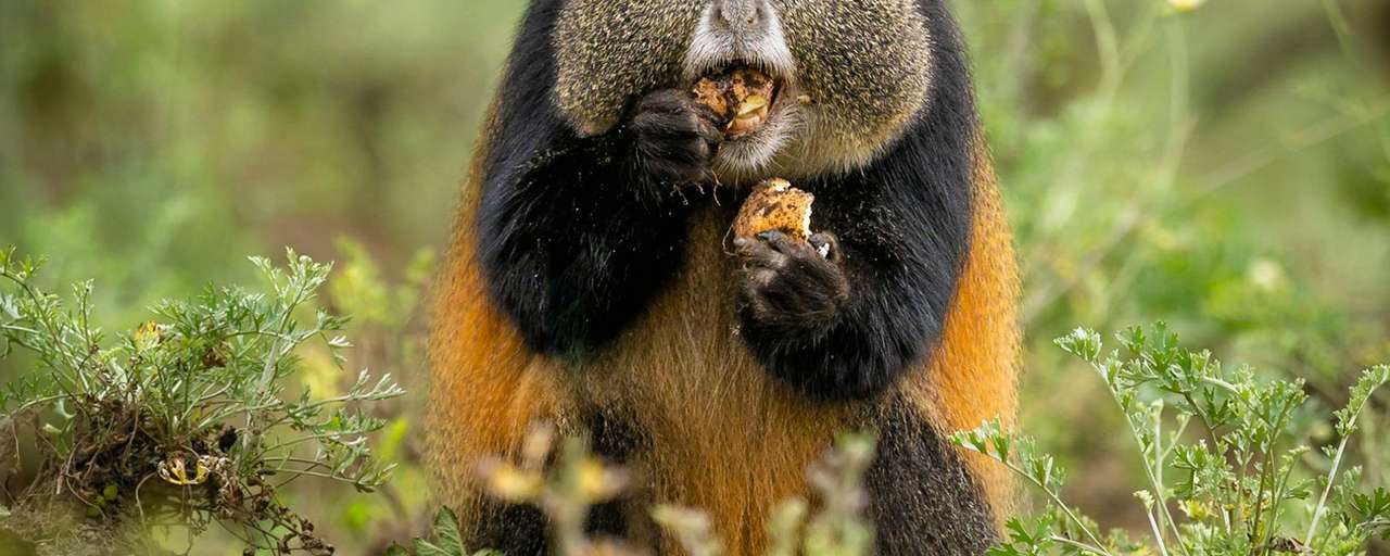 Rondreis Rwanda Volcanoes National Park trekking hike golden monkey