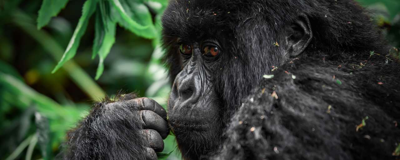 Rondreis Rwanda Volcanoes National park gorilla spotten gorilla trekking