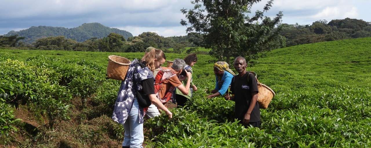 Rondreis Rwanda nyungwe thee plantage theevelden