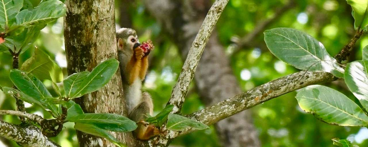 Rondreis Suriname Bigi Pan Aap