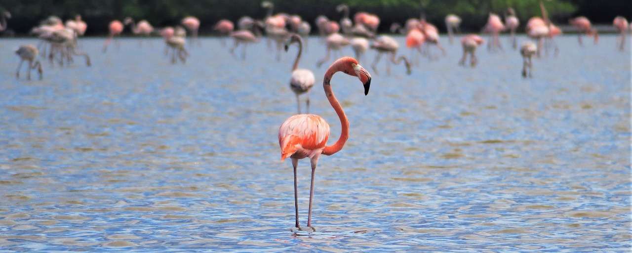 Rondreis Suriname Bigi Pan flamingo solo