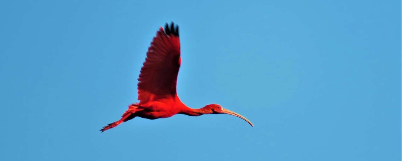 Rondreis Suriname Bigi Pan rode ibis