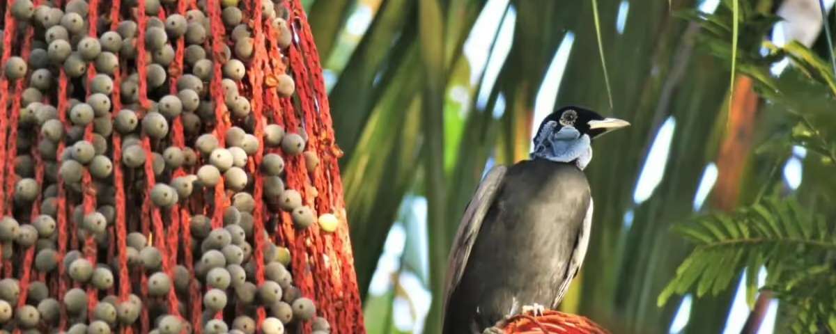 Rondreis Suriname Bijzondere vogel