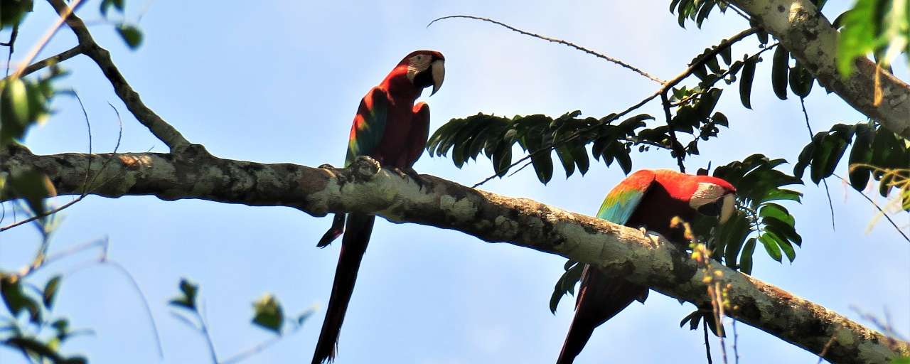 Rondreis Suriname Fredberg Aras in de boom bij Fredberg
