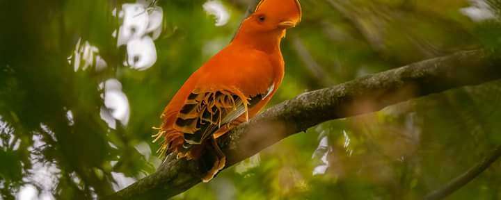 Rondreis Suriname Fredberg rode rotshaantje