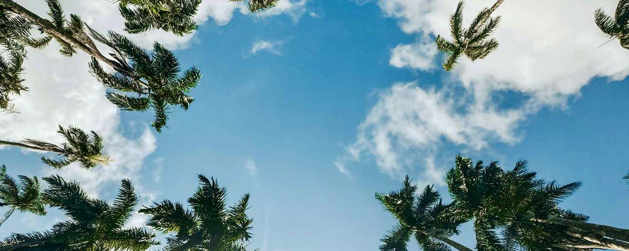 Rondreis Suriname Paramaribo Palmentuin van onder