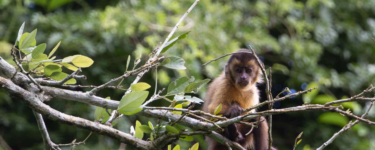 Rondreis Suriname Perperpot Aapje Peperpot