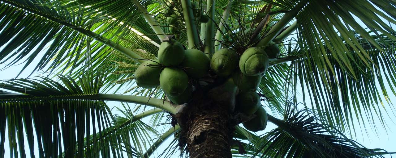 Rondreis Suriname flora fauna palmboom