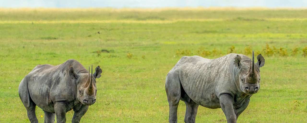 Rondreis Tanzania Ngorongoro Neushoorn