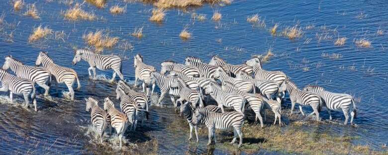 Rondreis Tanzania Ngorongoro Zebras