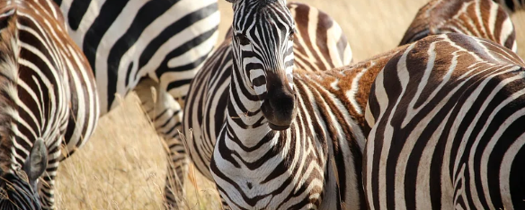 Rondreis Tanzania Ngorongoro Zebras