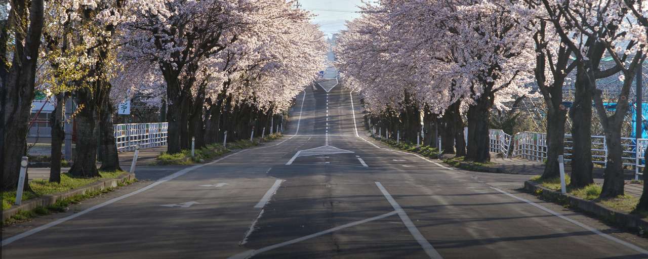 Rondreizen Japan   Kashinomori   Weg met overhangende bloesem