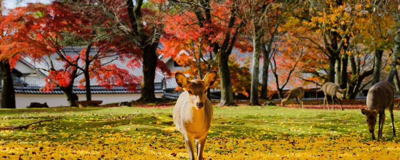 Rondreizen Japan   Nara   Hert in de herfst