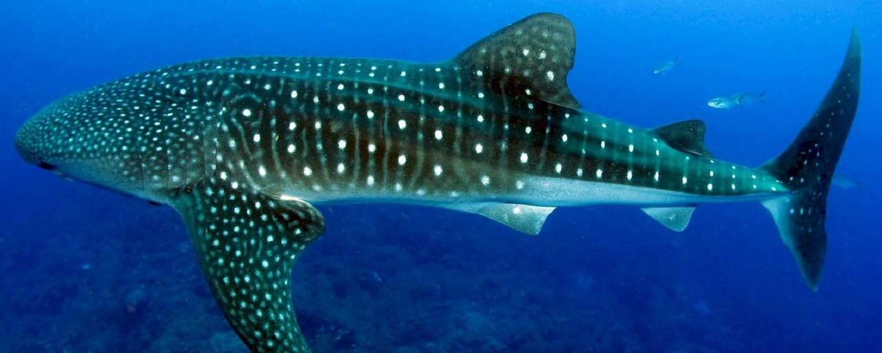 Whale shark header
