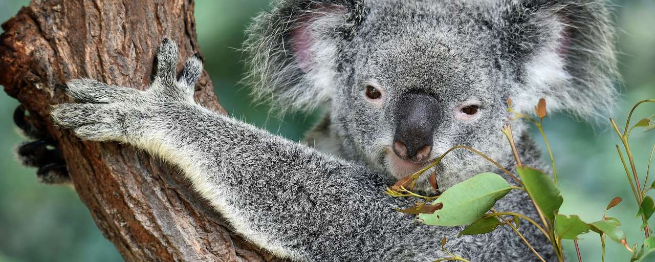 koala