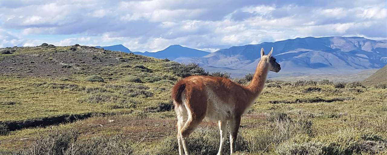 vicuna